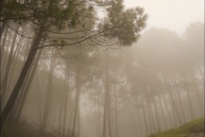 Kinnalorai Forest Trails
