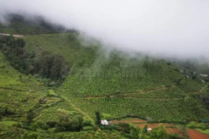 Kinnakorai Tea plantation