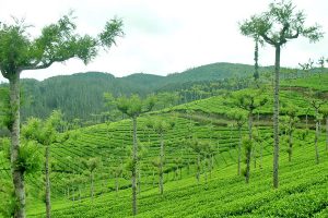 tea garden coonoor